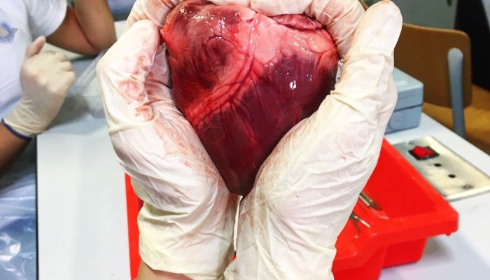 Year 5 -  heart dissections 